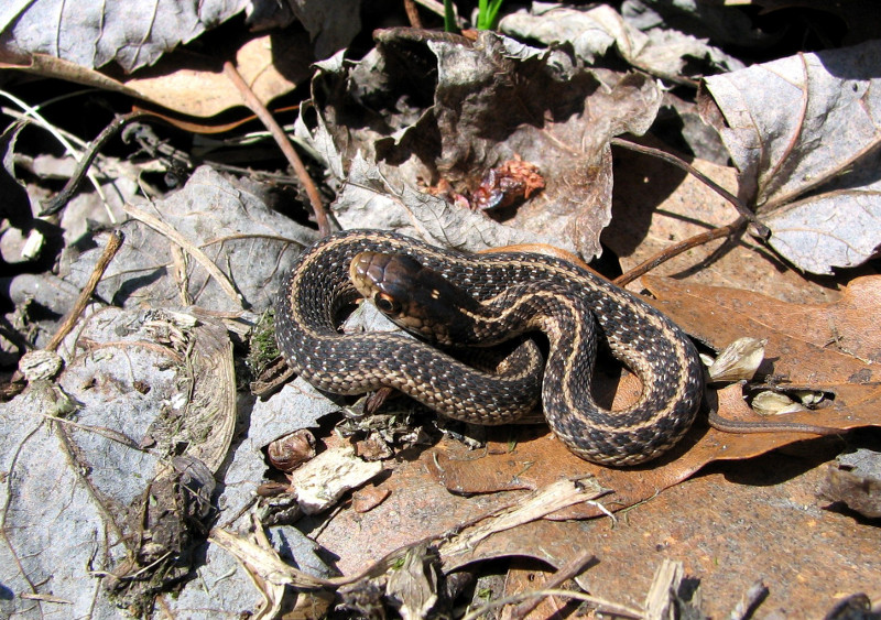 Garter snake (Thamnophis sirtalis). Garter snake (Thamnophis sirtalis). Credit: Betsy Leppo